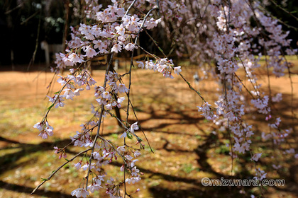 四街道市 枝垂桜 桜 福星寺