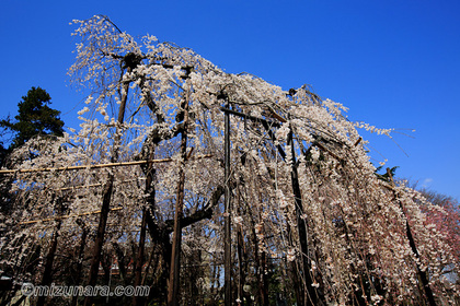 市川市 弘法寺 枝垂桜 桜 伏姫桜