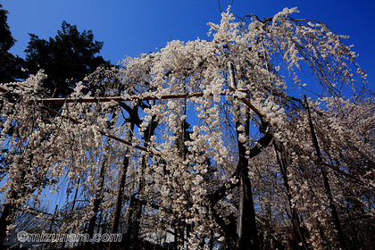 伏姫桜 市川市 弘法寺 枝垂桜 桜