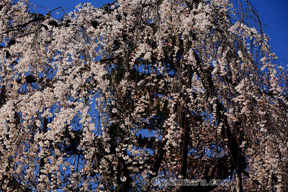 伏姫桜 市川市 弘法寺 枝垂桜 桜