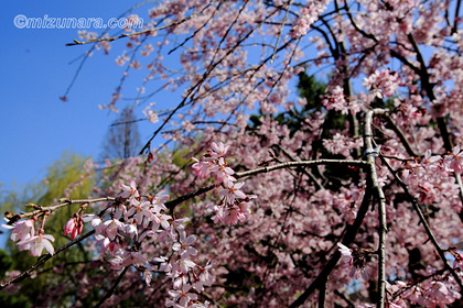 市川市 手児奈霊神堂 桜 紅枝垂れ