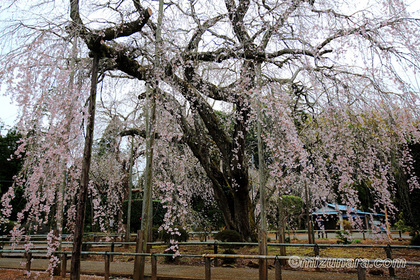 山武市 枝垂桜 長光寺