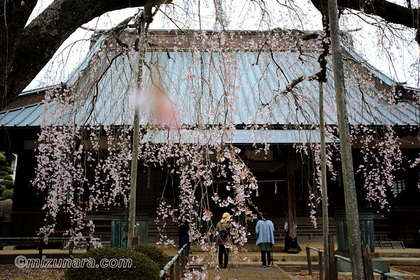 山武市 枝垂桜 長光寺