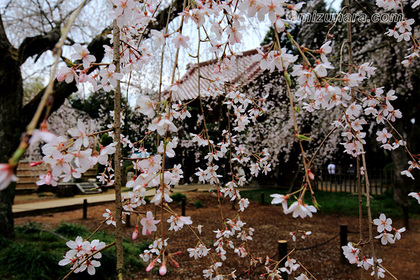 妙宣寺 山武市 枝垂桜