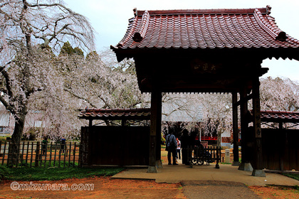 妙宣寺 山武市 枝垂桜