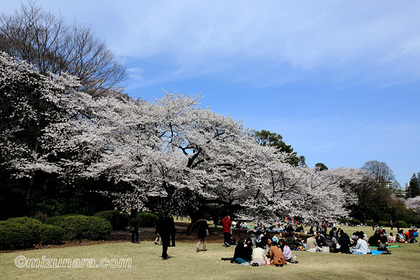 新宿御苑 桜
