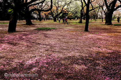 新宿御苑 桜