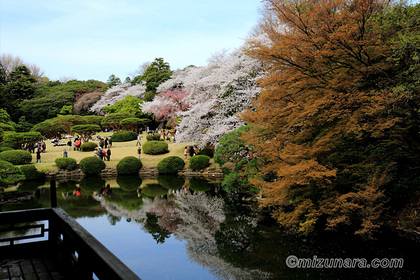 新宿御苑 桜