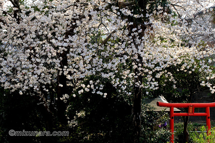 千葉市 桜