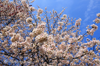 桜 千葉市