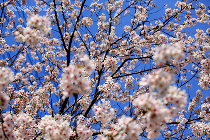 千葉市 桜