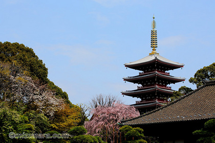 伝法院 浅草