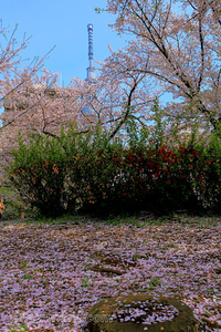 桜 隅田公園