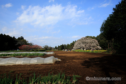 吉高の大桜 桜