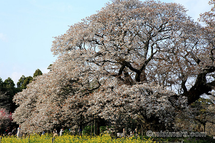 吉高の大桜 桜