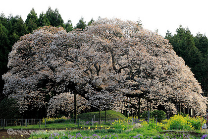 吉高の大桜