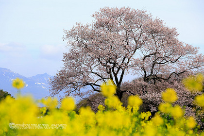 本郷のエドヒガン 桜