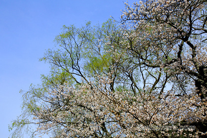 桜 遊行柳