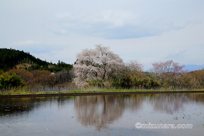 桜 那須町大和須