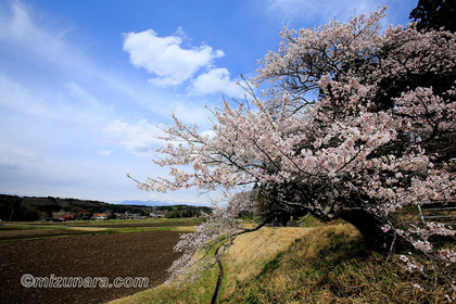 大田原市中野内 桜