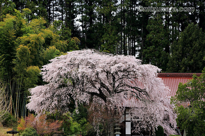 光厳寺のしだれ桜 桜