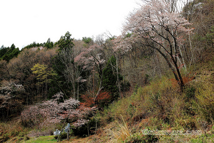 入小滝の山桜 桜