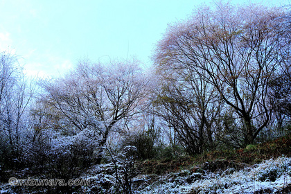 春の雪 須佐木