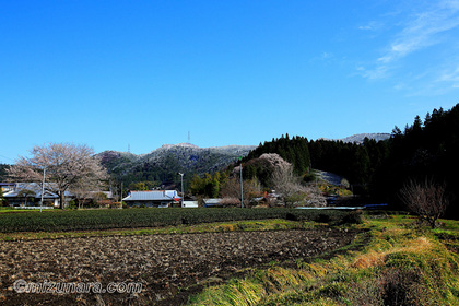 大子町佐貫 桜