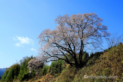 大子町 桜 舘の下の桜