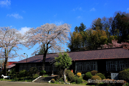 旧上岡小学校 桜