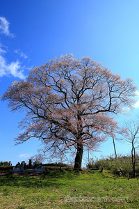 上岡のエドヒガン 桜