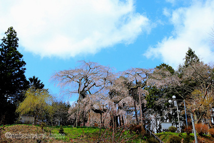 桜 小生瀬地蔵桜