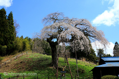 外大野しだれ桜 桜