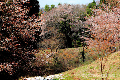 桜 沓掛峠