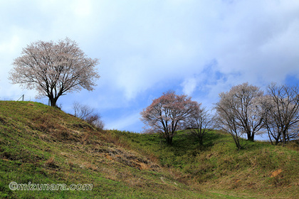 大子ふれあい牧場 桜