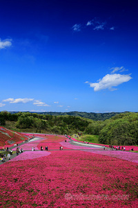 市貝町 芝ざくら