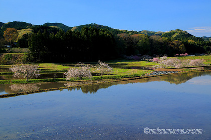 ぼたん桜 大子町