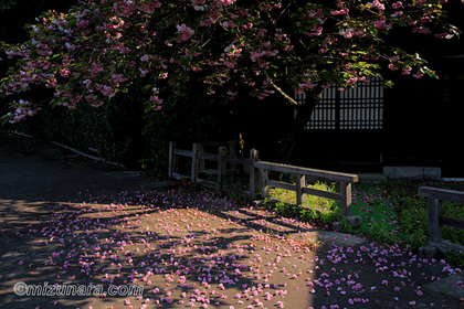 桜 法輪寺