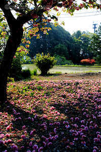 桜 法輪寺