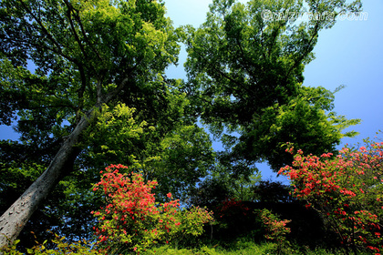 茂木城址公園