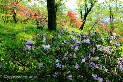 茂木城址公園