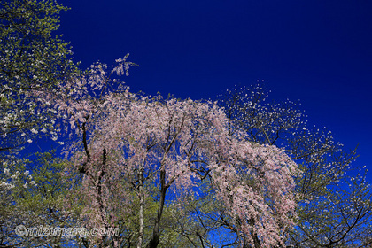 桜 烏帽子山公園