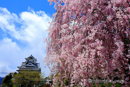 上山城 桜
