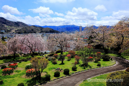 上山城 桜