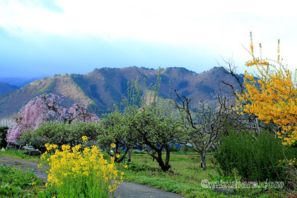 上山市