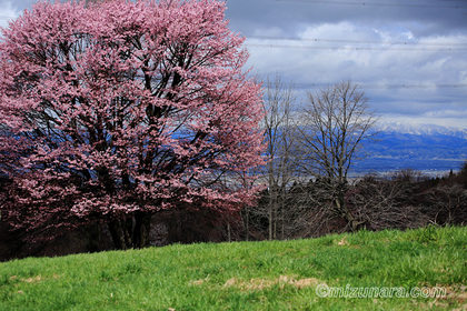 月山 桜 西蔵王放牧場