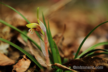 シュンラン 西蔵王野草園