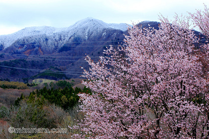 桜 西蔵王野草園