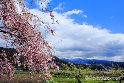 桜 蔵王