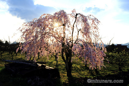 上山市 桜
